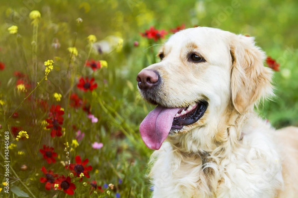 Obraz Golden retriever in the field of flowers 