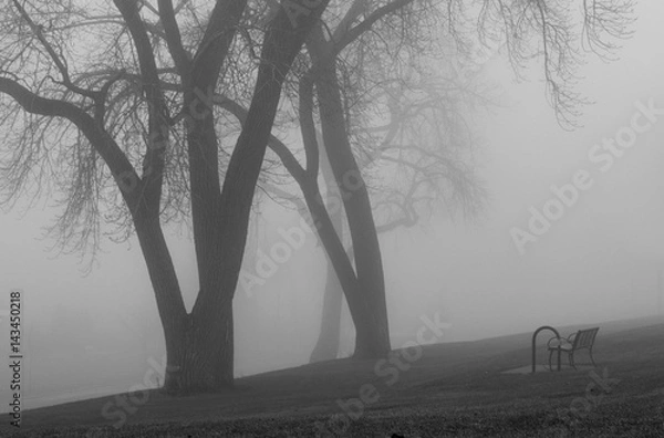 Fototapeta A foggy day in the park trees