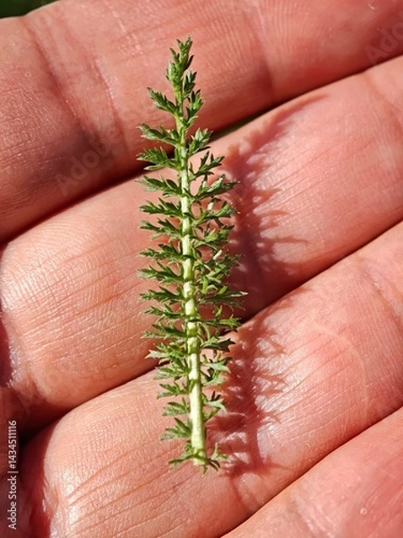 Fototapeta Closeup of a yarrow leaf held by a gardener, showcasing its intricate structure and vibrant green color under natural sunlight