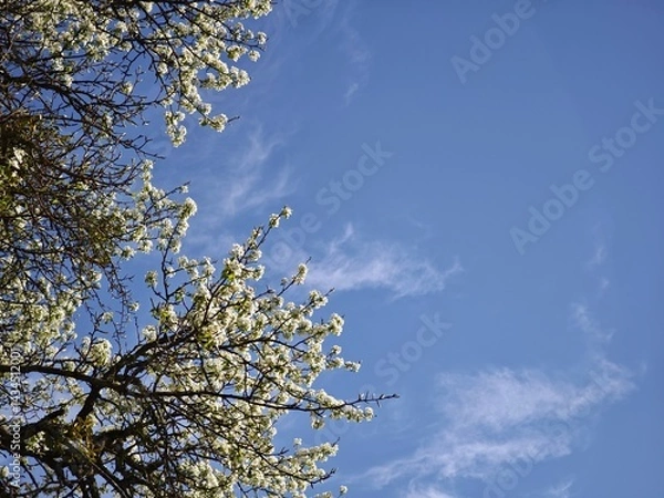 Fototapeta White flowers blooming on tree branches against a clear blue sky with light clouds, celebrating the arrival of spring