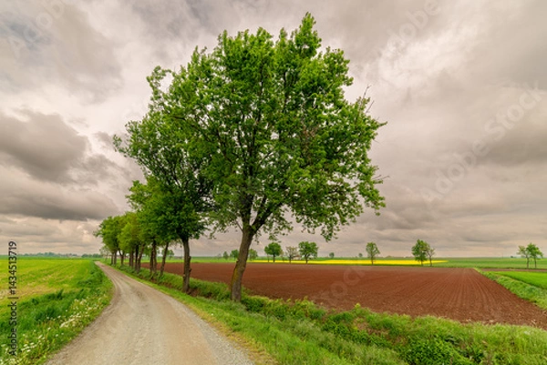 Fototapeta Landscape of dirt road with oak and plowed fields and yellow canola  fields with cloudy sky in the Piedmont countryside in the upper Po Valley, Italy