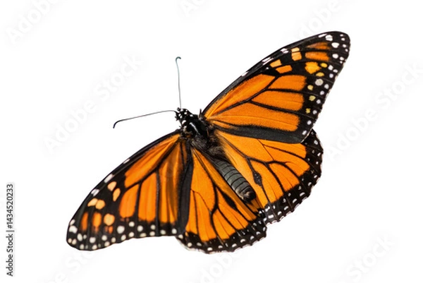 Fototapeta Butterfly flying isolated on transparent background
