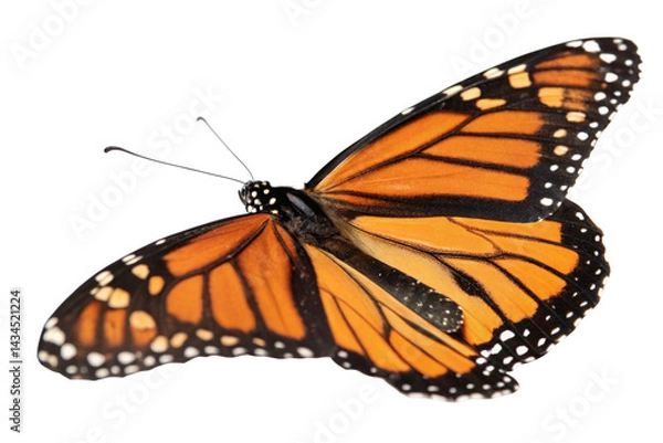 Fototapeta Butterfly flying isolated on transparent background
