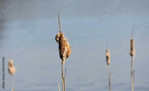 Obraz Seed and flower of Typha angustifoli plant.