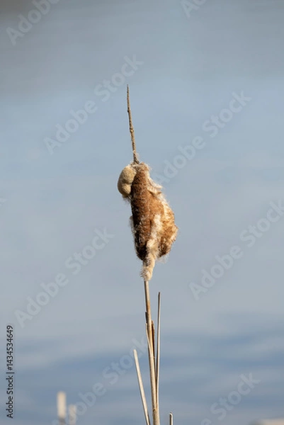 Obraz Seed and flower of Typha angustifoli plant.