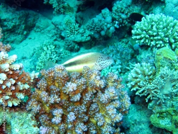 Fototapeta Cirrhitidae Hawk fish in the Red Sea 