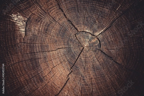 Fototapeta Old tree stump texture background. Macro shot.