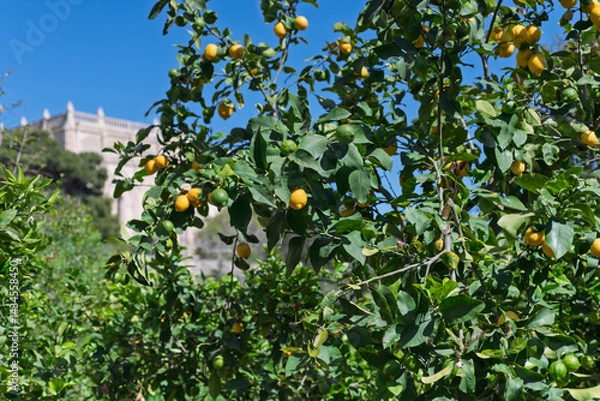 Obraz Fresh lemons on a tree in sunlight, perfect for restaurant menus, food blogs, juice bar advertising, and culinary product labels.