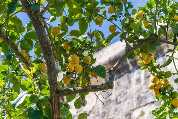 Obraz Yellow lemons hanging on a tree branch, ideal for organic food branding, healthy eating promotions, and natural product packaging.