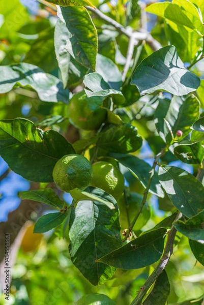 Obraz Shot of unripe citrus fruits on tree branch, useful for agriculture, organic farming, and horticulture industry visuals.