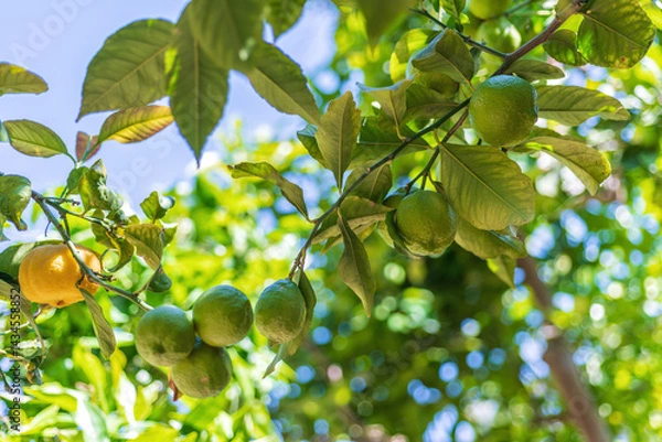 Obraz Green citrus fruits hanging on tree branch under sunlight, ideal for Mediterranean travel brochures, eco tourism, and farming tours.
