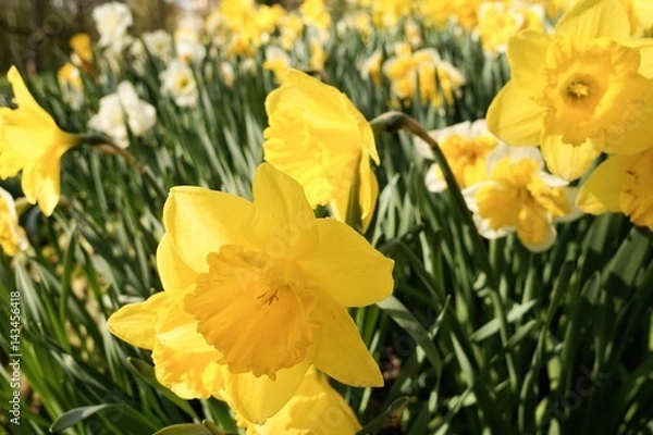 Obraz Osterglocken, gelbe Narzissen