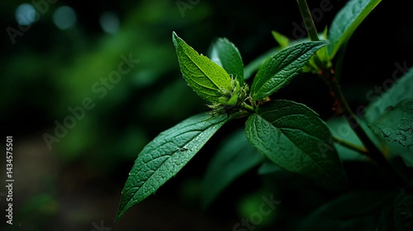 Fototapeta Close Up Shot Of Green Plant Leaves With Water Droplets Displaying Natural Texture and Brightness Against Blurred Green Background