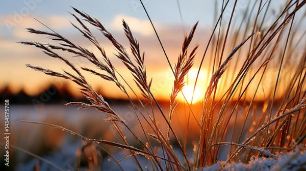 Fototapeta Golden Hour Sunset Illuminates Grass Blades Silhouetted Against A Vibrant Orange Sky Offering A Scenic Natural View