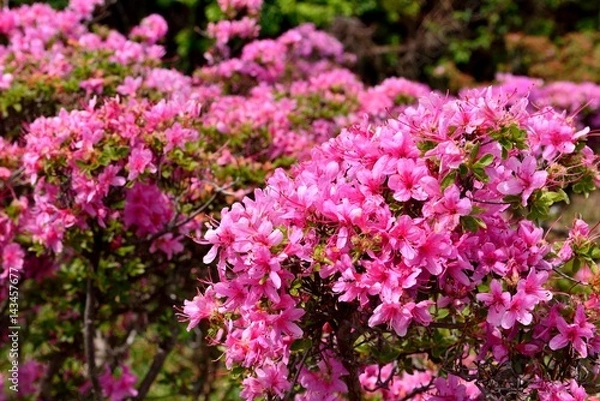 Obraz 経塚山のミヤマキリシマ