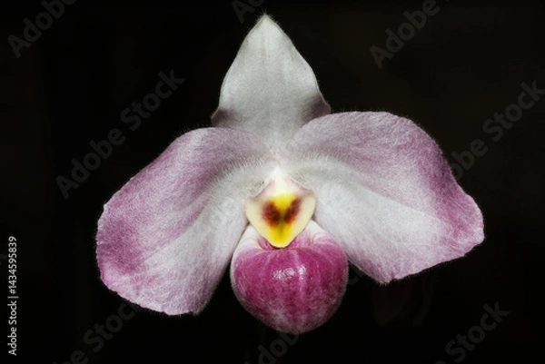 Obraz Ho Chi Minh Slipper Orchid (Paphiopedilum Ho Chi Minh)