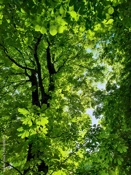 Fototapeta View from below into treetop of lush horse chestnut tree with fresh green leaves in backlit against bright sky at sunny spring day. Vertical springtime natural background from chestnut foliage.