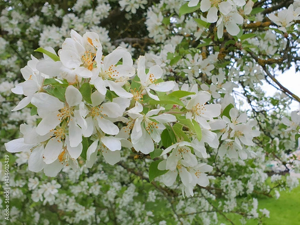 Fototapeta Close up of lush blooming apple tree in full blossom with white flowers on branch among fresh green leaves outdoors in spring garden. Beautiful springtime natural background, macro shot.