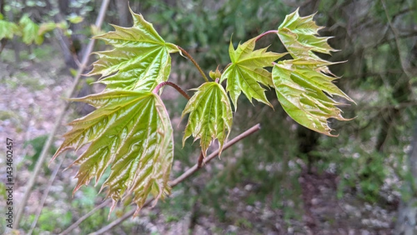 Fototapeta Closeup of maple tree branch with fresh young green leaves against blurred vegetation background in spring forest at cloudy day. Beautiful springtime natural backdrop, macro shot, shallow focus.