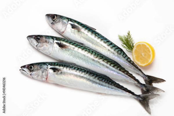 Obraz mackerel
