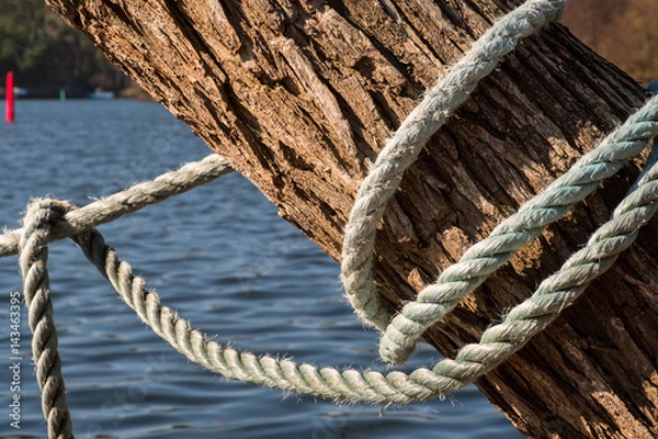 Obraz Boat docking rope around tree