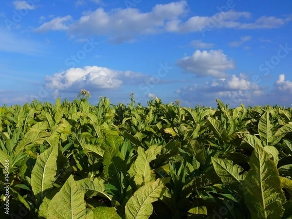 Obraz plantacja tytoniu