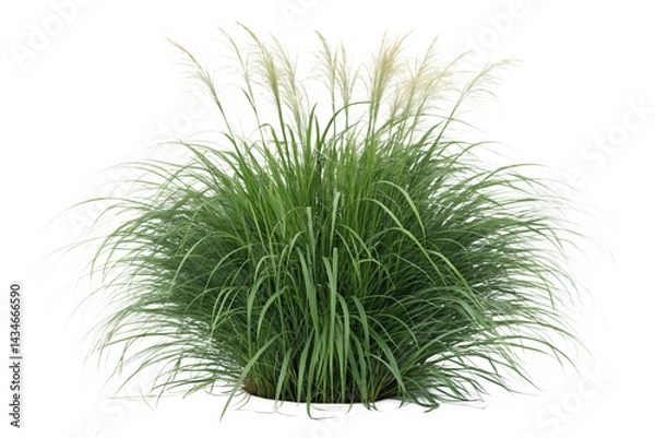 Fototapeta Set of Miscanthus sinensis gracillimus and Pennisetum setaceum rubrum isolated png on a transparent background perfectly cutout high resolution
