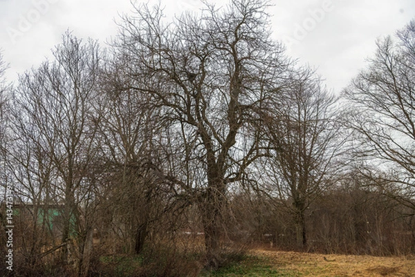 Fototapeta Crabapple tree in the spring