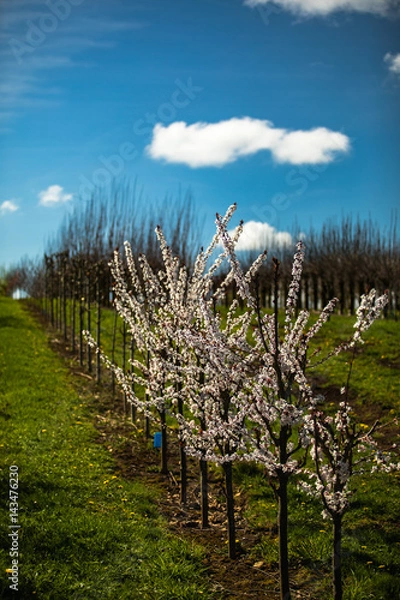 Obraz Juvenile Cherry Blossom Trees