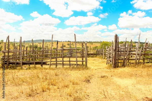 Fototapeta Farm cattle animals corral in the dry blue sky cloudy countryside outbacks from Brazil. Rural - sertao - landscape with wood fence poles for cows and bulls