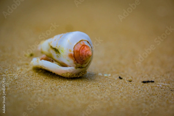 Fototapeta Lonely shell. Lonely mollusk.