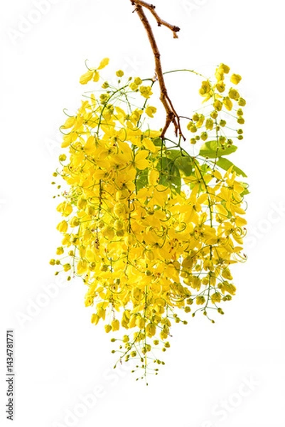 Fototapeta The Golden Shower Tree or Cassia fistula is the national flower of Thailand on isolate white background
