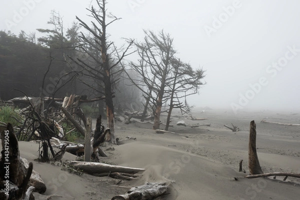 Obraz Cape Disappointment State Park