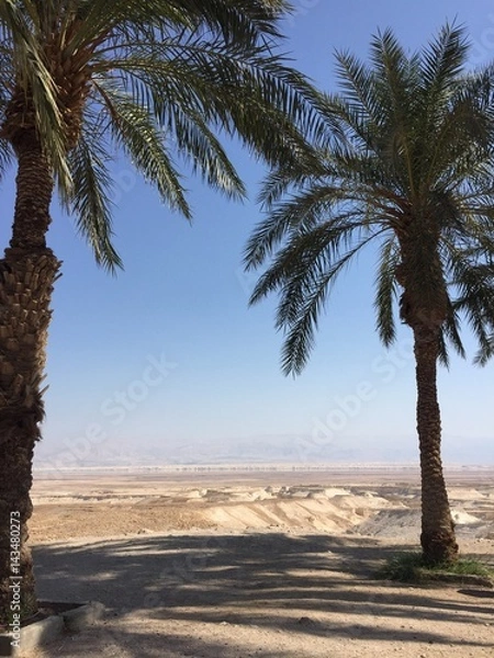 Fototapeta palms in desert 