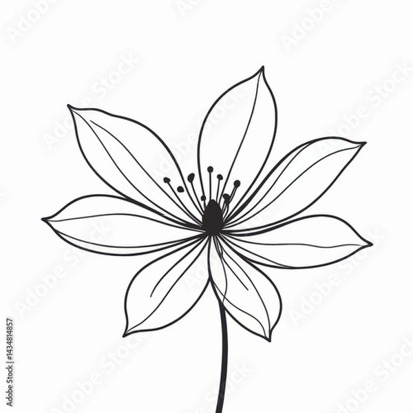 Fototapeta Elegant Line Art Flower Drawing Botanical Illustration Simple Floral Design White Background