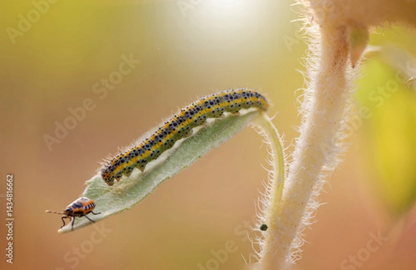 Obraz Caterpillar of the Machaon crawling on green leaves, close-up