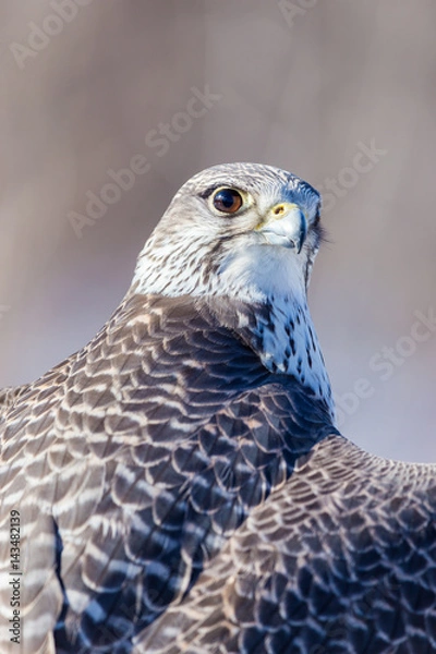 Obraz The gyrfalcon, also spelled gerfalcon, is a bird of prey, the largest of the falcon species. The abbreviation gyr is also seen in the literature. It breeds on Arctic coasts and tundra, and the islands