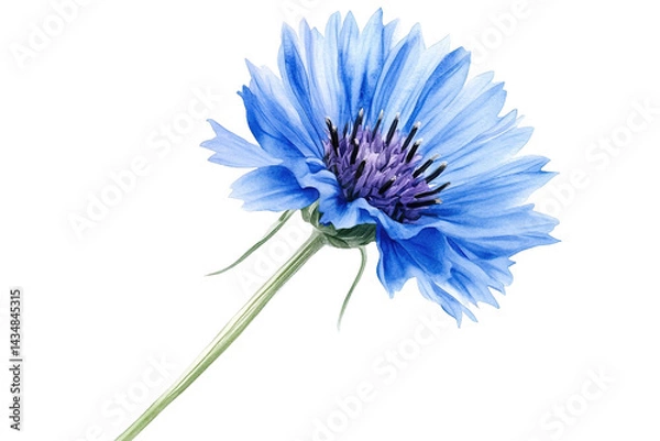 Obraz A vibrant blue cornflower with a purple center stands out against a dark background