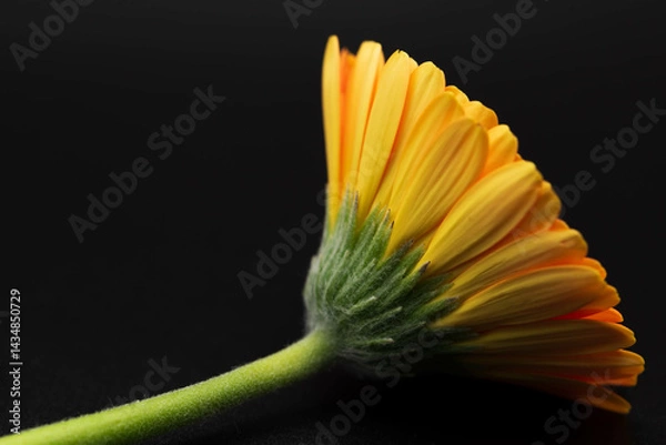 Fototapeta ガーベラ