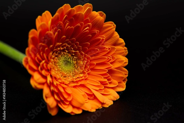 Fototapeta ガーベラ