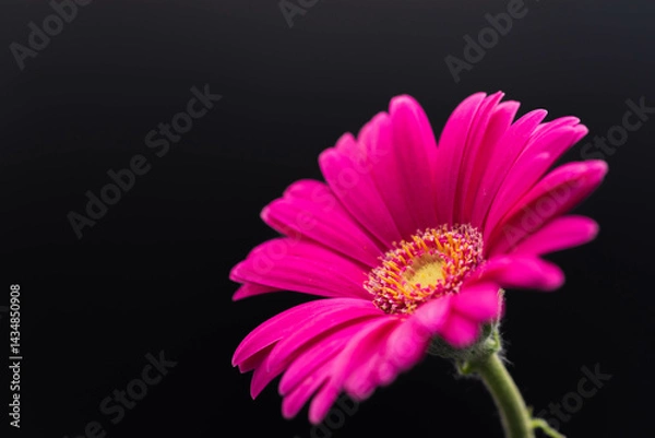 Fototapeta ガーベラ