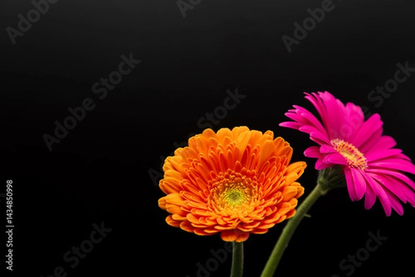 Fototapeta ガーベラ