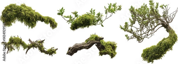 Fototapeta Set of mossy tree branches, vector illustration