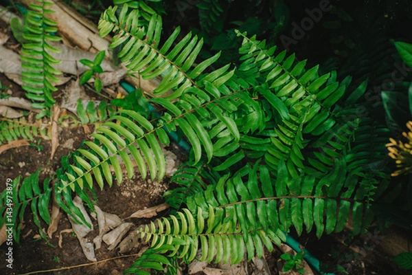 Fototapeta green fern in the rain
