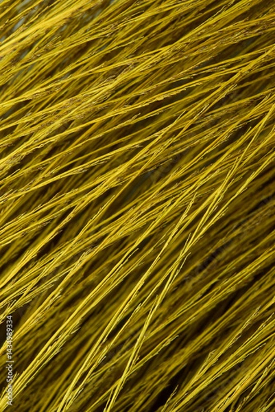 Obraz texture of grass