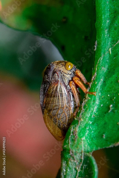 Obraz snail on a leaf