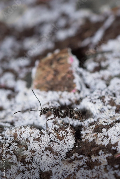 Obraz ants on the ground