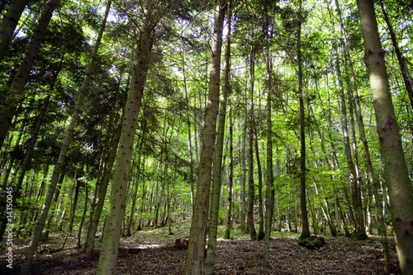 Obraz Forêt des Vosges