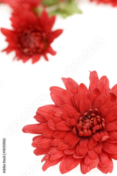 Fototapeta red chrysanthemum layout