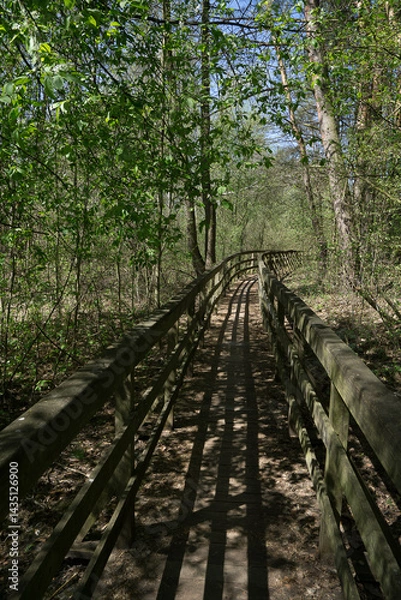 Obraz Spring around the lake, fresh greenery